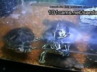 Mostrando mi tortugas mascotas desnudas webcams