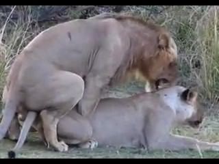 Sexo del león